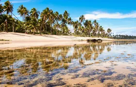 Praia Do Forte and Tamar Project guided tour