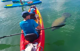 Mangroves, Manatees, and a Hidden Beach: Kayak Tour