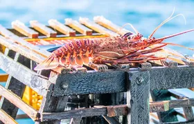 Kalbarri Rock Lobster Tours