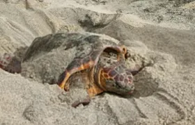 Sal Turtle Nesting Beach Tour