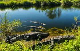 Everglades National Park nature walk & air boat ride
