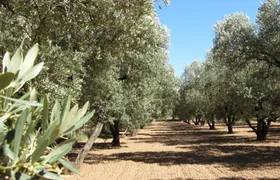 Olive oil tour and visit to the historical village of Belchite