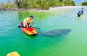 Dolphin and Manatee Adventure Tour of Fort Myers