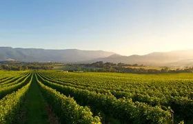 Laid back, Yarra Valley Wine Tour: Wine, Cider, Gin, Beer + Choc