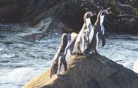 La Serena: Full day to Isla Damas & Humbolt Pinguino National Reserve