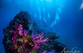 Scuba Dive the S.S. Yongala Wreck on the Great Barrier Reef.
