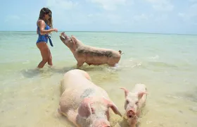 Swimming with Pigs in Nassau, Transportation Included