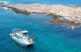 Marine Big 5 Safari with transport from Hermanus