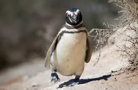 Punta Tombo Penguin Reserve - Full day tour