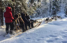Sit Down Husky Ride Dog Sled Tour in Kiruna