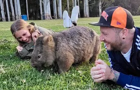 WILD Wombat and Kangaroo Day Tour, All Inclusive