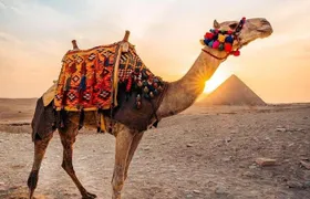 Pyramids camel ride