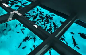 Coral viewing glass bottom-boat tour in Aqaba with open buffet