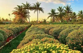 Sa Dec flower village guided tour with lunch