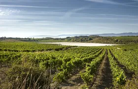 Tour to two Wineries in La Rioja from Pamplona