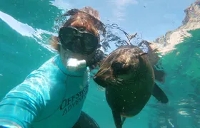 Swim with Seals