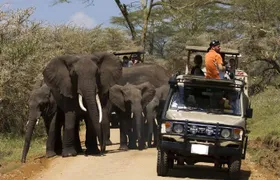 4-Day Tanzania Camping Safari to Lake Manyara, Serengeti, and Ngorongoro Crater