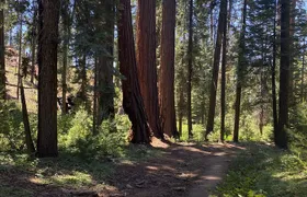 Day Tour to Kings Canyon National Park