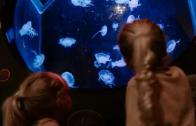 Sea Life Brighton entrance tickets