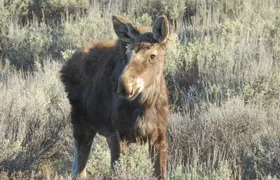 Grand Teton National Park - Sunrise Tour from Jackson Hole