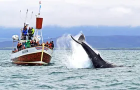 Whale Watching in Husavik