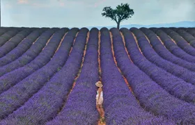 Lavender shared half day trip from Aix-en-Provence