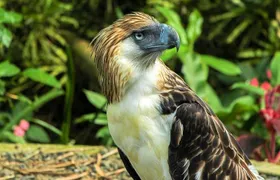 Philippine Eagle Center/Shopping