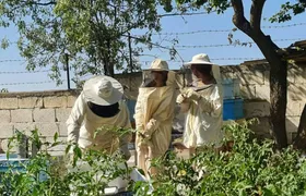 Beekeeping experience and honey tasting in Cappadocia
