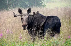 Moose Safari Bodo, Norway, Meet the Largest Land Animal in Europe