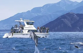Kaikoura Swim with Dolphins Tour from Christchurch