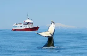 Classic whale watching tour in Reykjavík