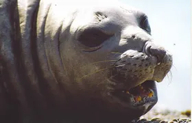 Cruise Shore Excursion Peninsula Valdes - Pto Madryn - Patagonia - Argentina