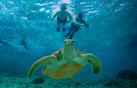 Hidden Cenote Swim: Snorkeling, Sea Turtles and Beachside Lunch