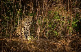 2-Days Wilderness Escape to Pench National Park from Nagpur