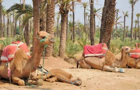 Camel ride in Marrakech Palm Grove