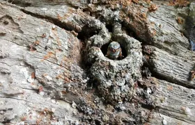 Valladolid Mayan Bees Tour with Lunch or breakfast and Honey Tasting