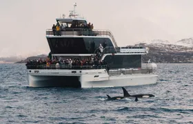 Silent whale watching tour by boat