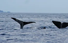 Whale and Dolphin Watching Boat Tour in Pico Island