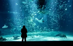 Skip-the-line ticket to Nausicaá aquarium