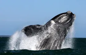 Whale Watching from Gansbaai