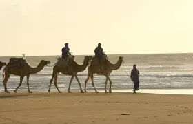 Guided camel ride in Essaouira