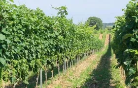 Wine tasting in Vieste