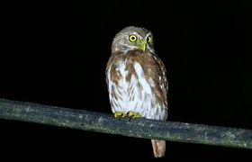 Guided wildlife tour in the Ecuadorian Amazon at night