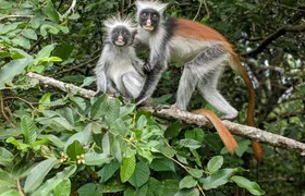 Zanzibar Jozani Chwaka Bay National Park and spice farm tour