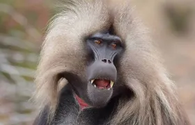 Day Trip From Addis Ababa See Historical Monastery,Stunning Nature,Animals,Birds