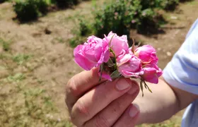 Private Access Rose Festival Kazanlak 05-07.06.2025