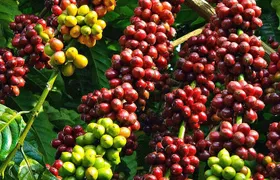 Amazing Coffee full-day tour in Buon Ma Thuot - Daklak