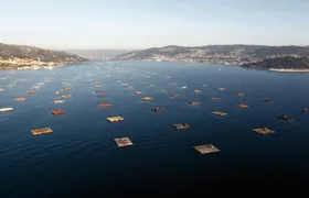 Vigo estuary tour with mussel tasting and wine from Cangas