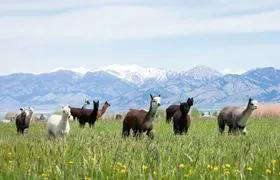 Alpaca and Llama Farm Tour