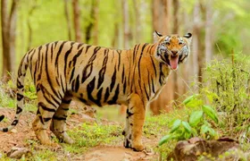 Tadoba Tiger Reserve Tour Of India